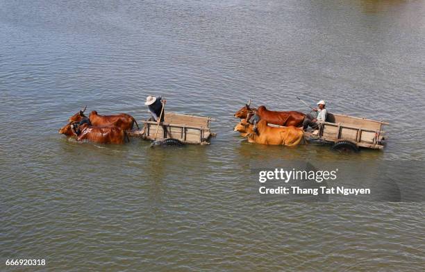 cow trolley across the river in ninh thuan province - cow ruining stock pictures, royalty-free photos & images