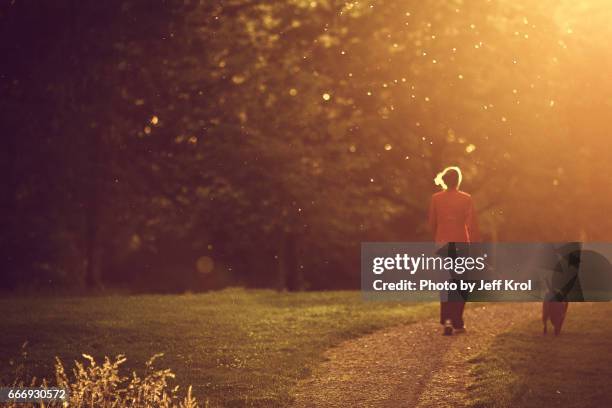 woman walking with dog in park, warm sunset lighting up hair, mosquitoes, blurred dreamy view. - gloeien stock-fotos und bilder