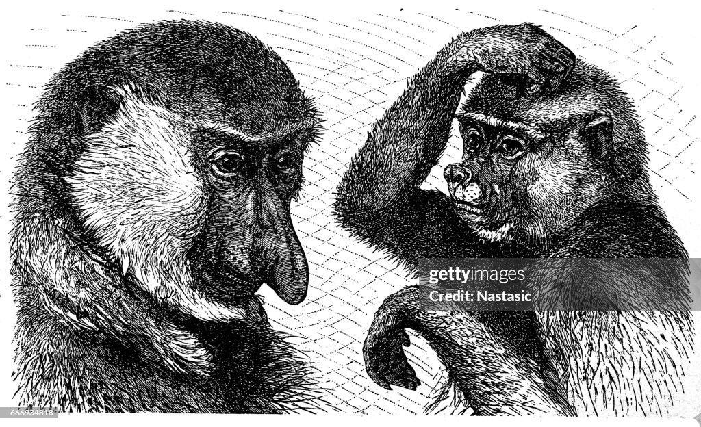Long-nosed monkey (Nasalis larvatus), male left and female right