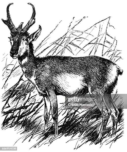 pronghorn (furcifer antilocapra) - pronghorn antelope stock illustrations