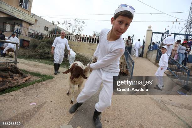 Members of the Samaritan community sacrifice animals for God during the Passover ceremony in West Bank city of Nablus, on April 11, 2017.