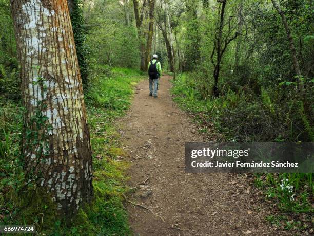 una persona pasea tranquilamente disfrutando por un camino entre un bosque de galería, en la "senda fluvial del río nansa", en cantabria, spain. - una persona stock pictures, royalty-free photos & images