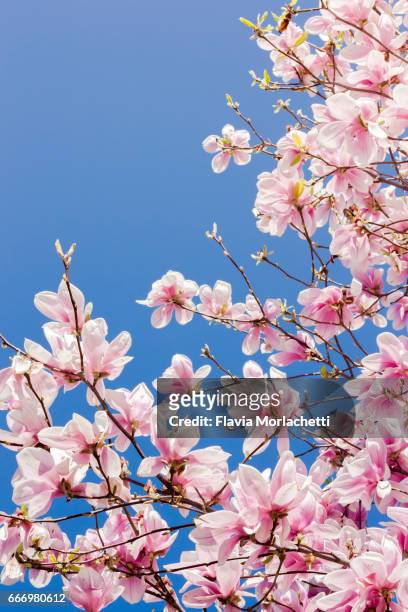 magnolias in bloom - magnolia stellata stock pictures, royalty-free photos & images