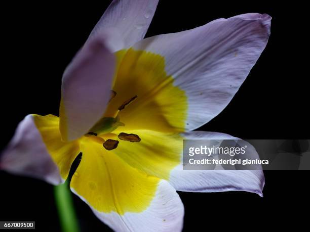 ...tulipano... - giallo stock pictures, royalty-free photos & images