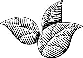 Vectorized Ink Sketch of Leaves