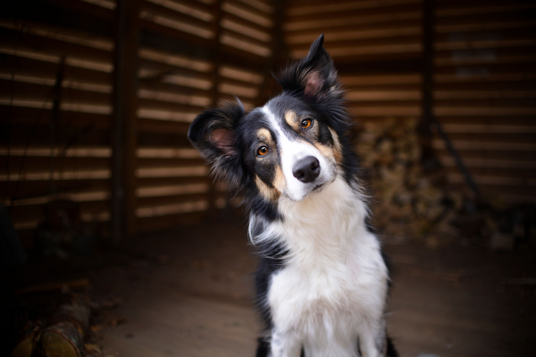 dog body language