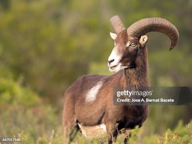 european mouflon (ovis orientalis musimon), spain - arbusto stock-fotos und bilder