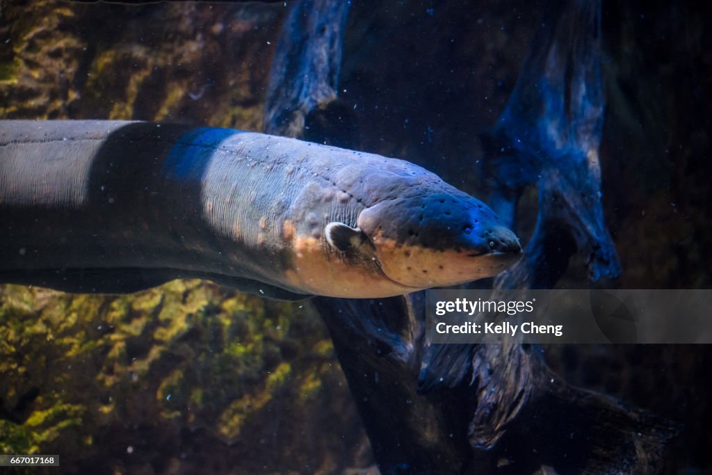 Electric Eel