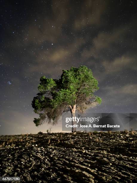 solitary tree on the top of a hill a night of blue sky with stars in movement - escena no urbana stock-fotos und bilder