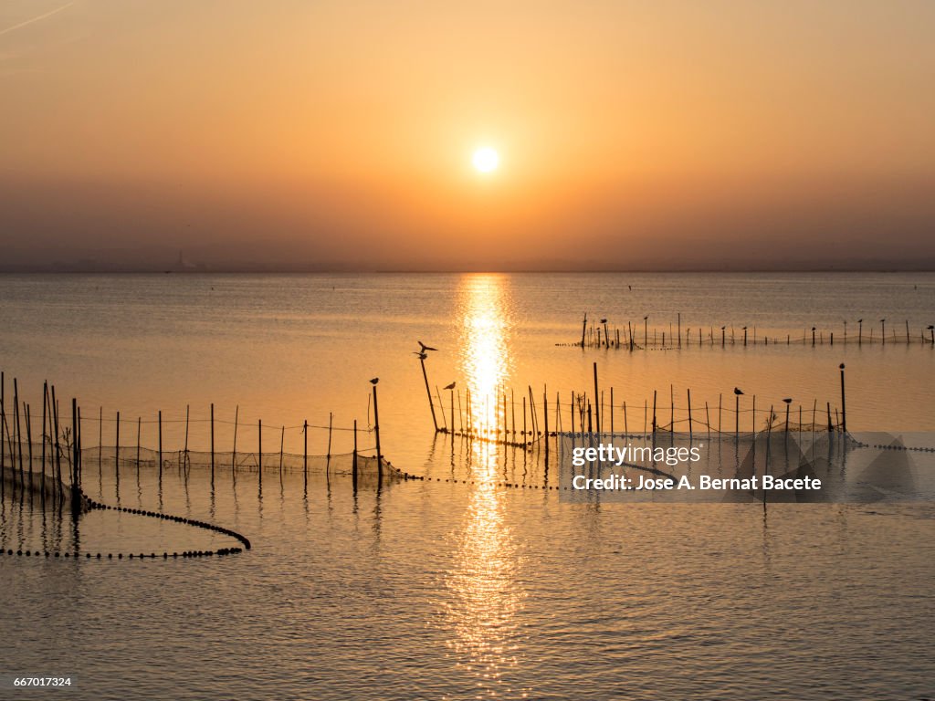 Sunset in Albufera lake, with sticks and handcrafted traps for the fishing, with a boat of wood with passengers in the lake , near Valencia, Spain.