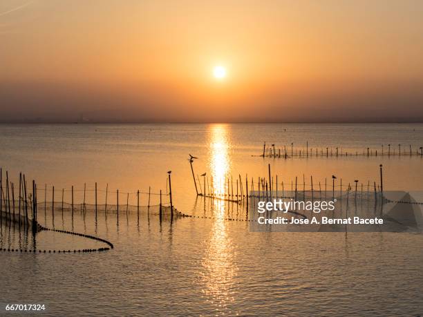 sunset in albufera lake, with sticks and handcrafted traps for the fishing, with a boat of wood with passengers in the lake , near valencia, spain. - soleado stockfoto's en -beelden