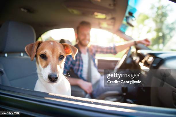 enjoying the ride - jack russell terrier stock pictures, royalty-free photos & images