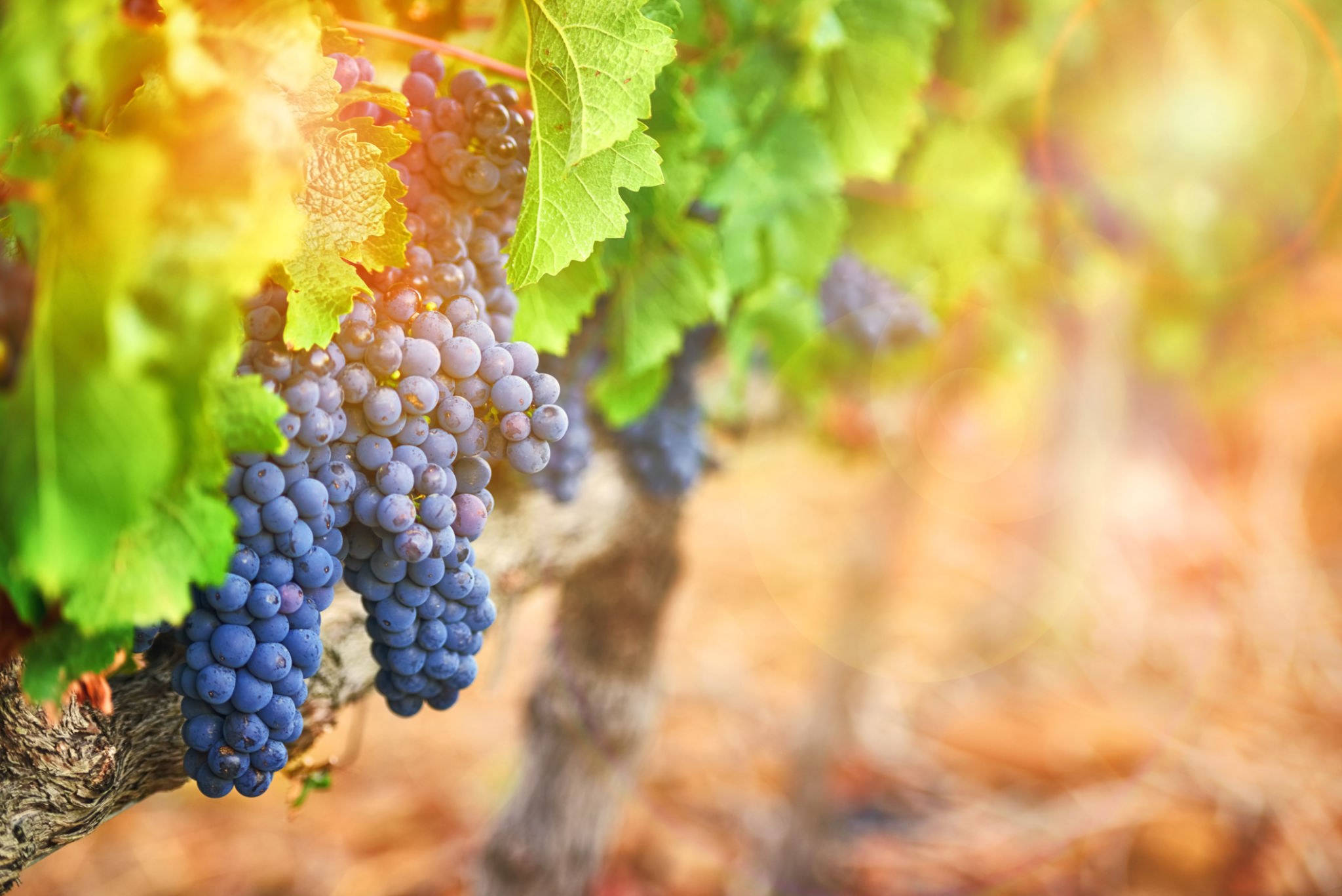 vineyard landscape