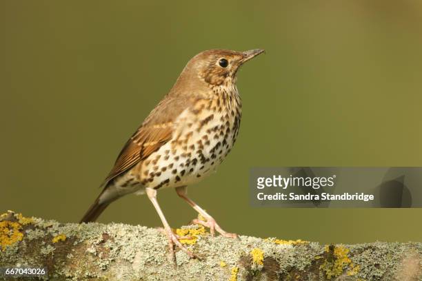 a stunning song thrush (turdus philomelos) perched on a lichen covered branch. - portrait lachen stock pictures, royalty-free photos & images