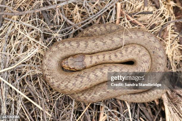 a rare smooth snake (coronella austriaca) coiled up in the undergrowth. - coronella austriaca stock pictures, royalty-free photos & images