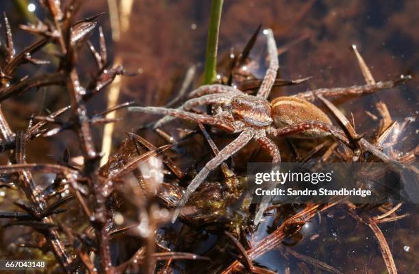 Metal Raft Spider 374 Rare Spider Stock Photos, High-Res Pictures, and Images - Getty Images
