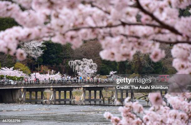 People enjoy fully bloomed cherry blossoms from Togetsukyo Bridge at Arashiyama area on April 10, 2017 in Kyoto, Japan.