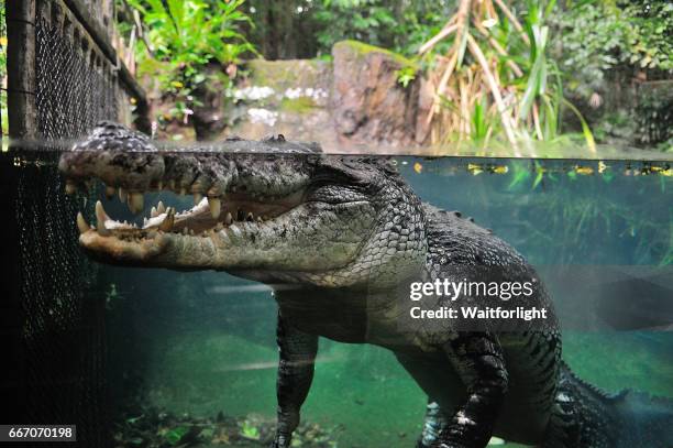 huge crocodile swimming under water - crocodile marin d'australie photos et images de collection