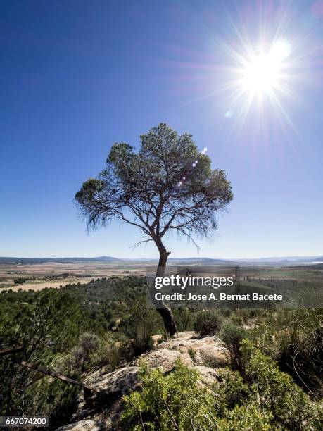 alone tree, pine on the top of a mountain with the blue sky and the sun in the shape of star - resplandeciente stock pictures, royalty-free photos & images