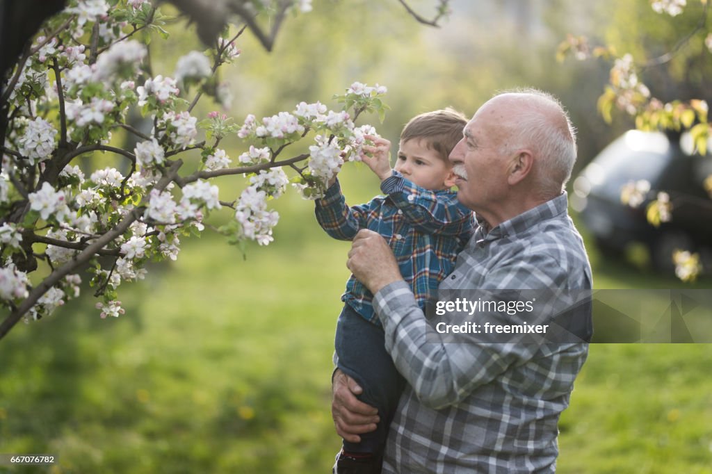 Blooming orchard