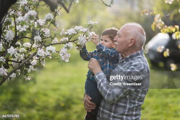 blooming orchard - extended family outdoors spring stock pictures, royalty-free photos & images