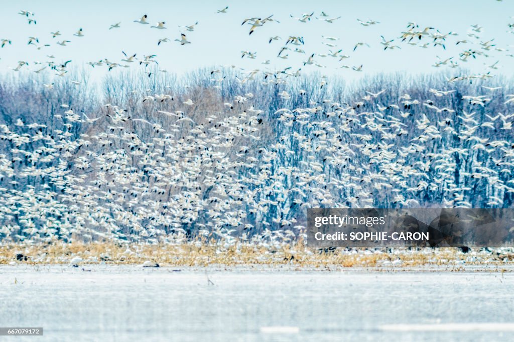 Grande migration des oies