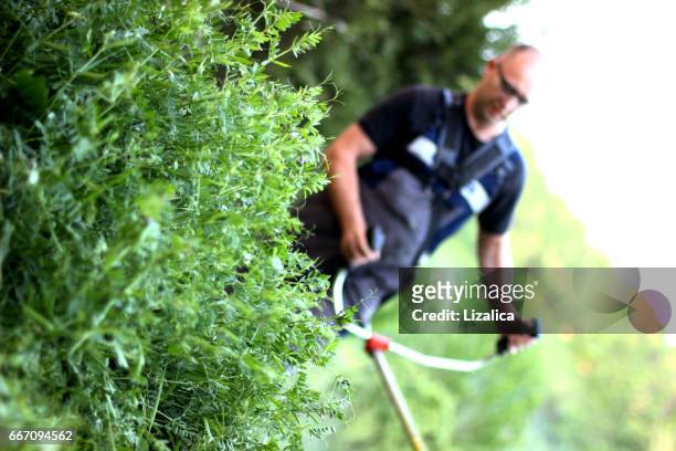 man trimming - yard grounds stock pictures, royalty-free photos & images