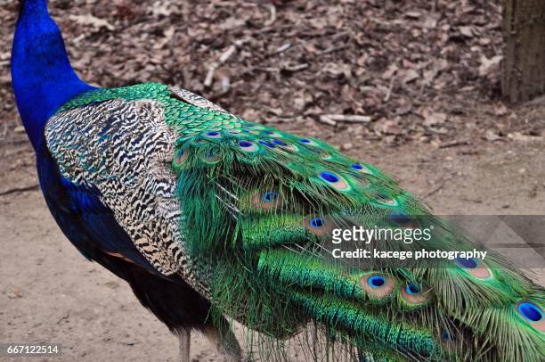 peacock - einzelnes tier photos et images de collection