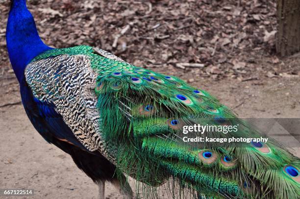 peacock - einzelnes tier stock pictures, royalty-free photos & images