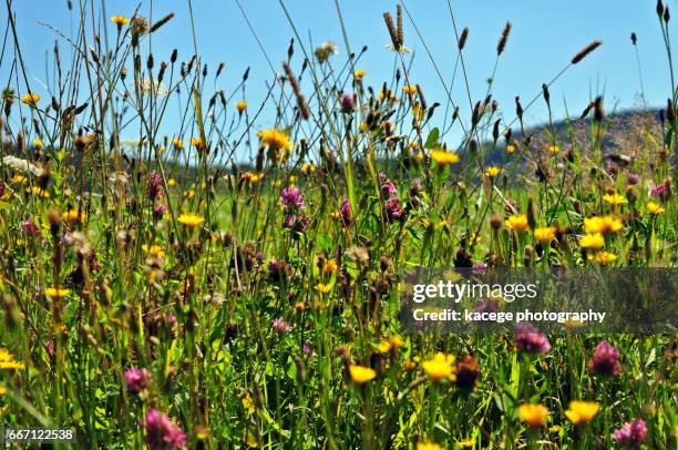 wild flowers - leuchtende farbe fotografías e imágenes de stock