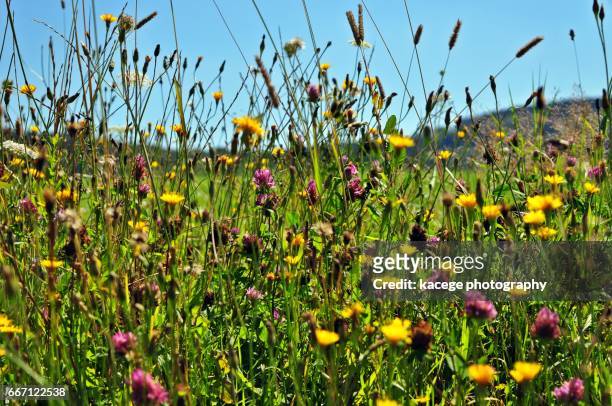 wild flowers - wolkenloser himmel stock pictures, royalty-free photos & images