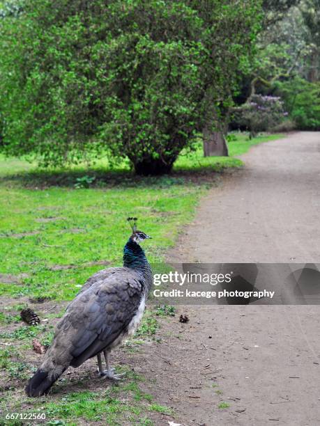 peacock - einzelnes tier stock pictures, royalty-free photos & images