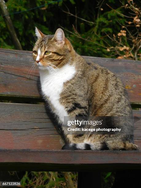 cat on a bench - tierisches haar - fotografias e filmes do acervo