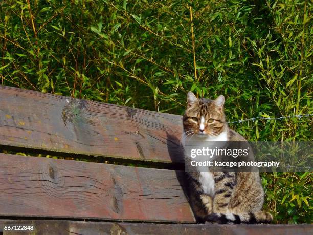 cat on a bench - sitzbank stock pictures, royalty-free photos & images