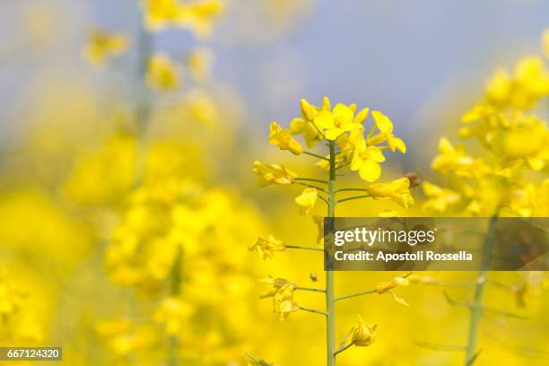 yellow flowers for rapeseed oil - canola oil stock pictures, royalty-free photos & images