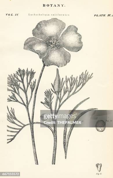 california poppy engraving 1877 - california golden poppy stock illustrations