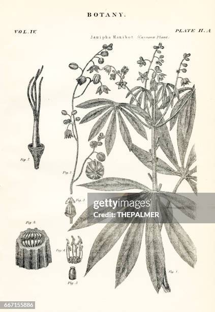 cassava plant engraving 1877 - cassava stock illustrations