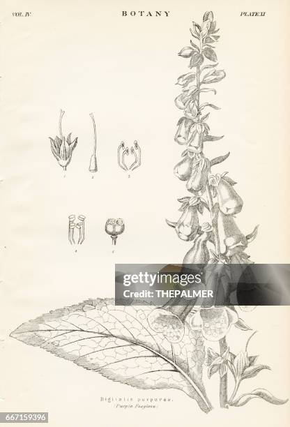 purple foxglove engraving 1877 - foxglove stock illustrations