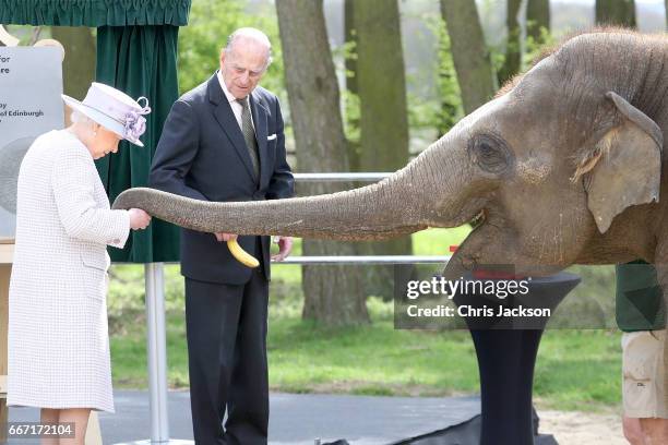 Queen Elizabeth II and Prince Philip, Duke of Edinburgh feed Donna the elephant as they visit the Elephant Centre at the ZSL Whipsnade Zoo on April...