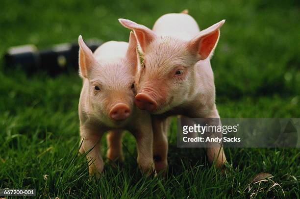 two yorkshire piglets (sus sp.) in field - piggy stockfoto's en -beelden