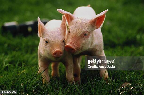 two yorkshire piglets (sus sp.) in field - gado animal doméstico imagens e fotografias de stock