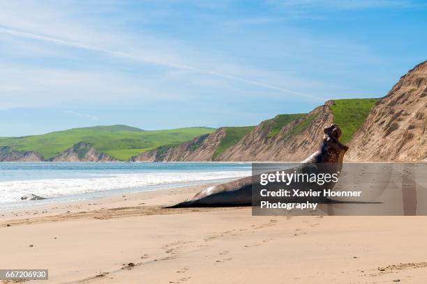 northern elephant seal - elephant seal stock pictures, royalty-free photos & images