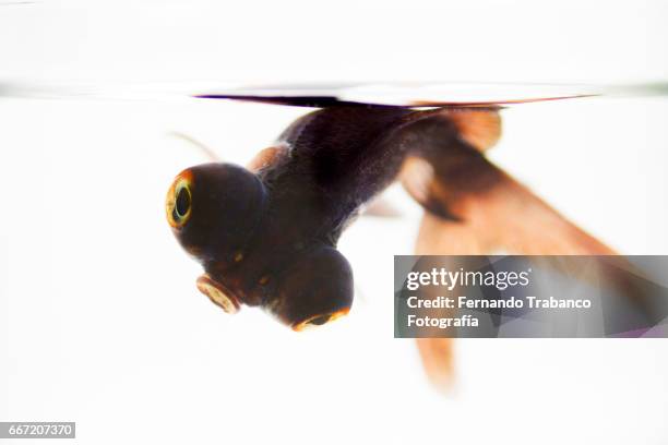 telescopic goldfish fish or black moor dead - face vase stock pictures, royalty-free photos & images