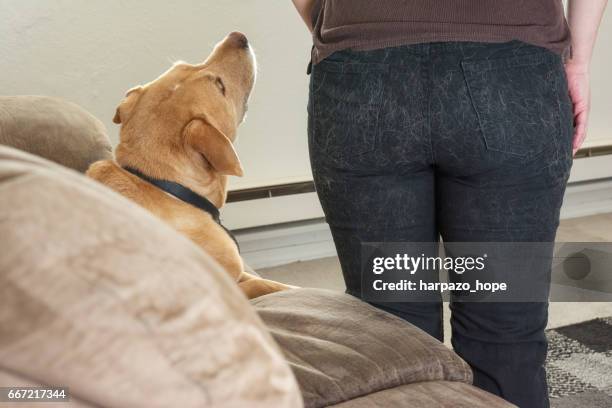 woman's back side covered in pet hair. - fur pants stock pictures, royalty-free photos & images