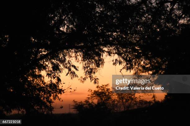 entardecer no pampa - paisagem natureza stock-fotos und bilder