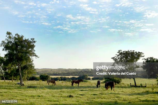 animais no campo - paisagem natureza stock-fotos und bilder