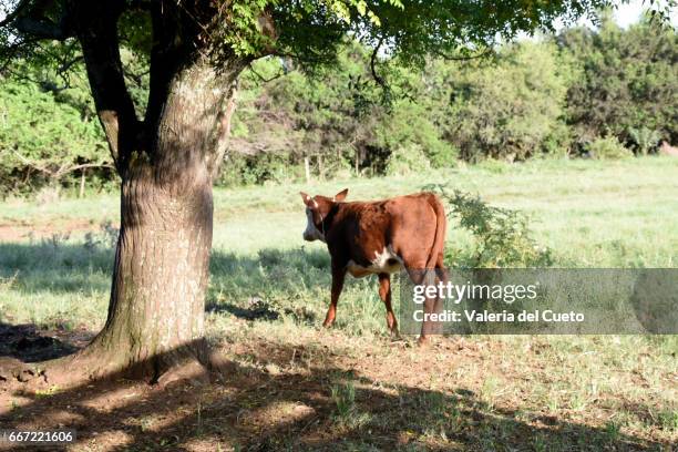 novilha - cena rural stock-fotos und bilder