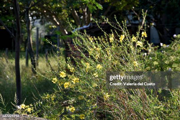 peuqnas flores amarelas - cena rural stock pictures, royalty-free photos & images