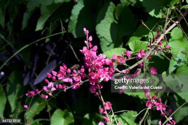 abelhas nas flores - paisagem stock pictures, royalty-free photos & images