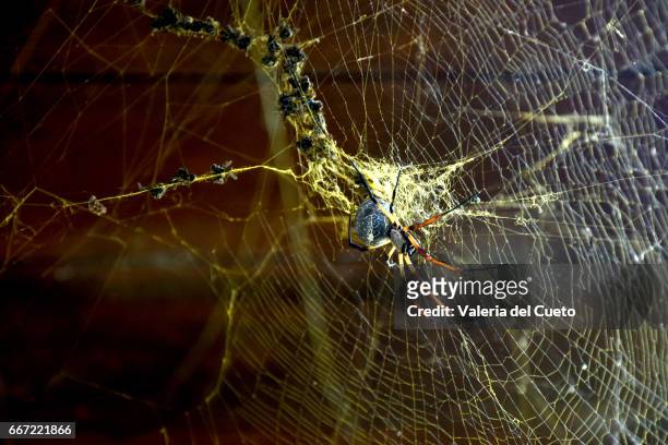aranha - cena rural stock pictures, royalty-free photos & images